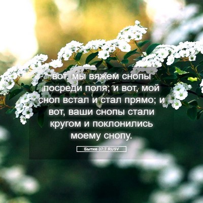 Picture 05 - Бытие 37:7 RUSV - вот, мы вяжем снопы посреди - Bible Verse Picture