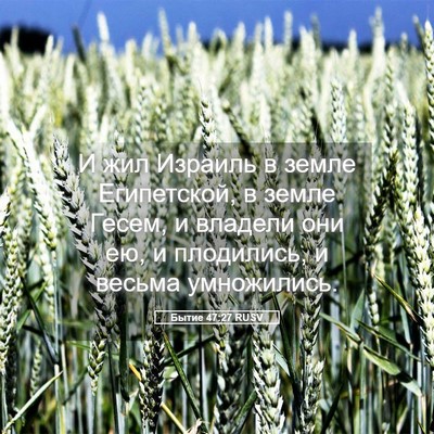 Picture 05 - Бытие 47:27 RUSV - И жил Израиль в земле - Bible Verse Picture