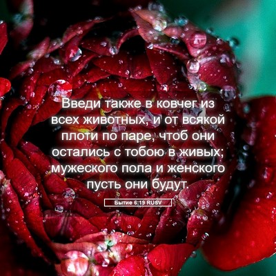 Picture 05 - Бытие 6:19 RUSV - Введи также в ковчег из - Bible Verse Picture
