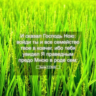 Picture 05 - Бытие 7:1 RUSV - И сказал Господь Ною: войди - Bible Verse Picture