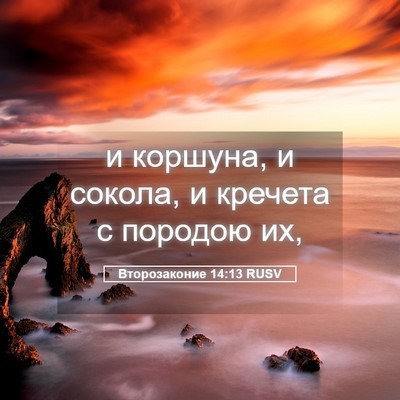 Picture 05 - Второзаконие 14:13 RUSV - и коршуна, и сокола, и - Bible Verse Picture