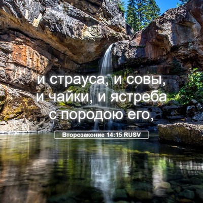 Picture 05 - Второзаконие 14:15 RUSV - и страуса, и совы, и чайки, и - Bible Verse Picture