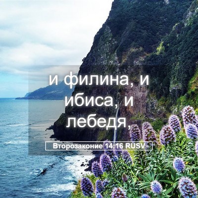 Picture 05 - Второзаконие 14:16 RUSV - и филина, и ибиса, и - Bible Verse Picture