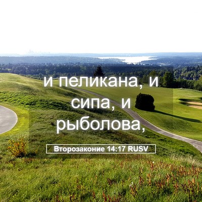 Picture 05 - Второзаконие 14:17 RUSV - и пеликана, и сипа, и - Bible Verse Picture