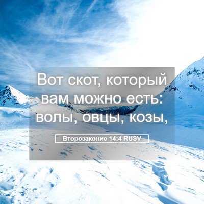 Picture 05 - Второзаконие 14:4 RUSV - Вот скот, который вам можно - Bible Verse Picture