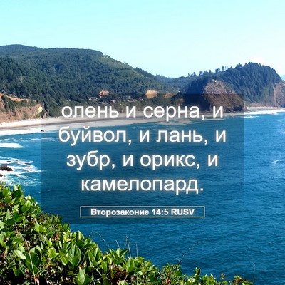 Picture 05 - Второзаконие 14:5 RUSV - олень и серна, и буйвол, и - Bible Verse Picture