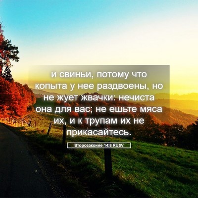 Picture 05 - Второзаконие 14:8 RUSV - и свиньи, потому что копыта - Bible Verse Picture