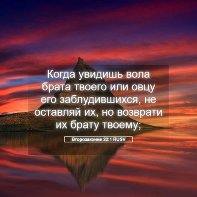 Picture 05 - Второзаконие 22:1 RUSV - Когда увидишь вола брата - Bible Verse Picture