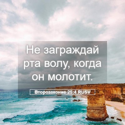 Picture 05 - Второзаконие 25:4 RUSV - Не заграждай рта волу, - Bible Verse Picture