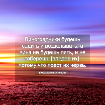 Picture 05 - Второзаконие 28:39 RUSV - Виноградники будешь - Bible Verse Picture