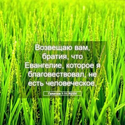 Picture 05 - Галатам 1:11 RUSV - Возвещаю вам, братия, что - Bible Verse Picture