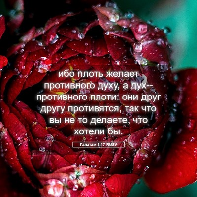 Picture 05 - Галатам 5:17 RUSV - ибо плоть желает - Bible Verse Picture