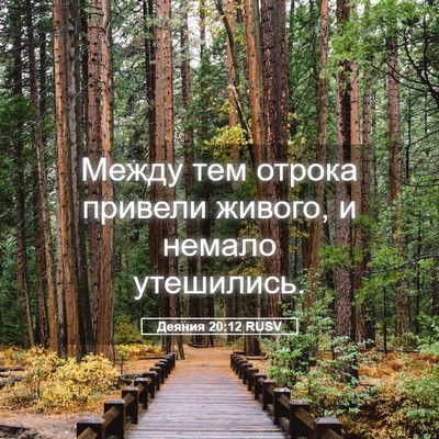 Picture 05 - Деяния 20:12 RUSV - Между тем отрока привели - Bible Verse Picture