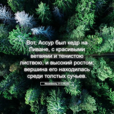 Picture 05 - Иезекииль 31:3 RUSV - Вот, Ассур был кедр на - Bible Verse Picture