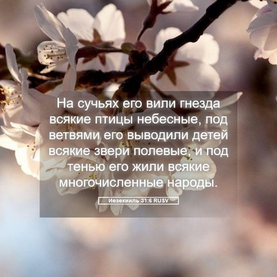 Picture 05 - Иезекииль 31:6 RUSV - На сучьях его вили гнезда - Bible Verse Picture