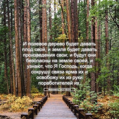 Picture 05 - Иезекииль 34:27 RUSV - И полевое дерево будет - Bible Verse Picture
