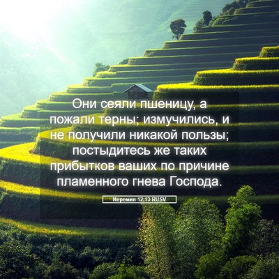 Picture 05 - Иеремия 12:13 RUSV - Они сеяли пшеницу, а пожали - Bible Verse Picture