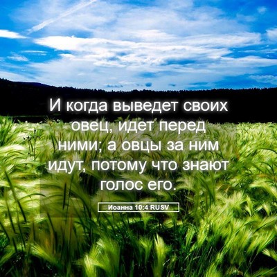 Picture 05 - Иоанна 10:4 RUSV - И когда выведет своих овец, - Bible Verse Picture