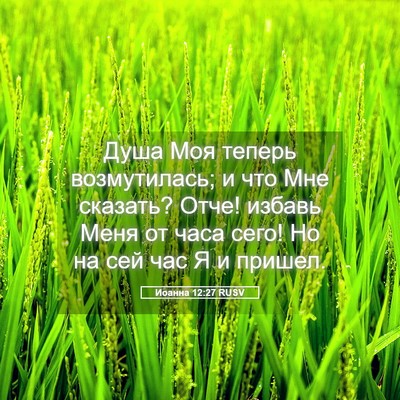Picture 05 - Иоанна 12:27 RUSV - Душа Моя теперь - Bible Verse Picture