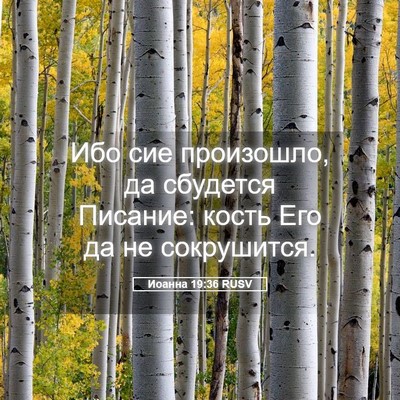 Picture 05 - Иоанна 19:36 RUSV - Ибо сие произошло, да - Bible Verse Picture