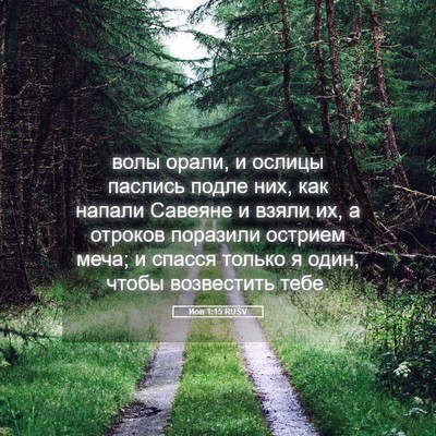 Picture 05 - Иов 1:15 RUSV - волы орали, и ослицы - Bible Verse Picture