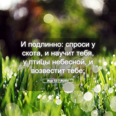 Picture 05 - Иов 12:7 RUSV - И подлинно: спроси у скота, - Bible Verse Picture