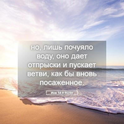 Picture 05 - Иов 14:9 RUSV - но, лишь почуяло воду, оно - Bible Verse Picture