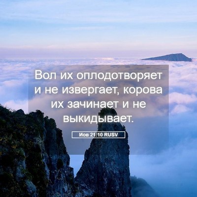 Picture 05 - Иов 21:10 RUSV - Вол их оплодотворяет и не - Bible Verse Picture