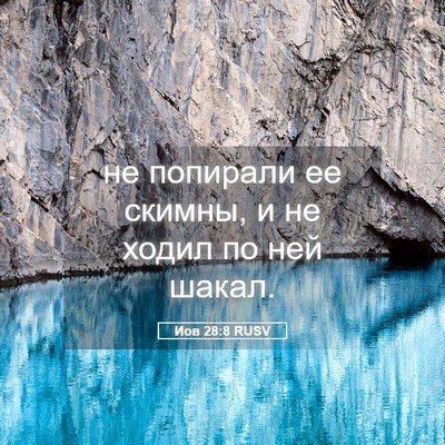 Picture 05 - Иов 28:8 RUSV - не попирали ее скимны, и не - Bible Verse Picture