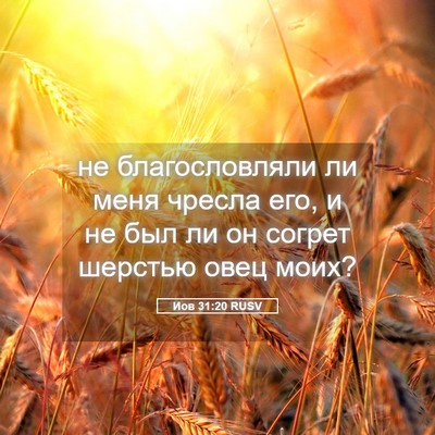 Picture 05 - Иов 31:20 RUSV - не благословляли ли меня - Bible Verse Picture