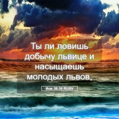 Picture 05 - Иов 38:39 RUSV - Ты ли ловишь добычу львице - Bible Verse Picture