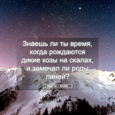 Picture 05 - Иов 39:1 RUSV - Знаешь ли ты время, когда - Bible Verse Picture