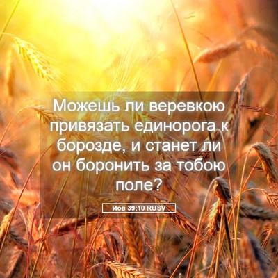 Picture 05 - Иов 39:10 RUSV - Можешь ли веревкою - Bible Verse Picture