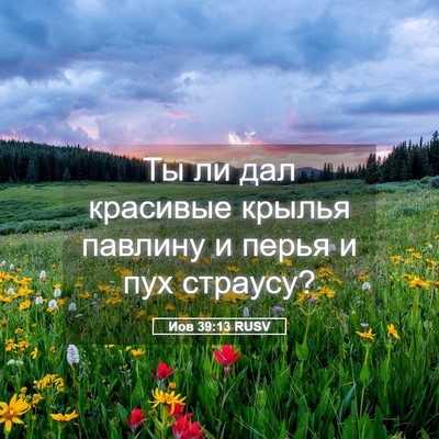 Picture 05 - Иов 39:13 RUSV - Ты ли дал красивые крылья - Bible Verse Picture