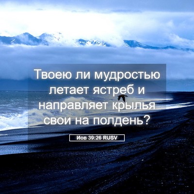 Picture 05 - Иов 39:26 RUSV - Твоею ли мудростью летает - Bible Verse Picture