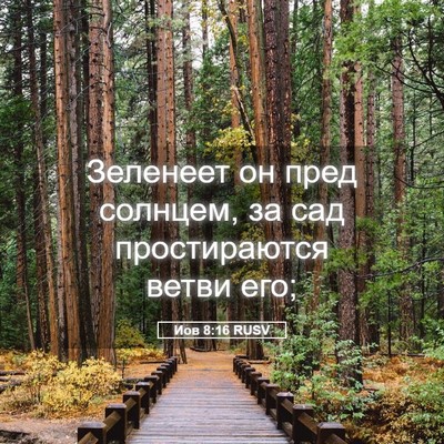 Picture 05 - Иов 8:16 RUSV - Зеленеет он пред солнцем, - Bible Verse Picture