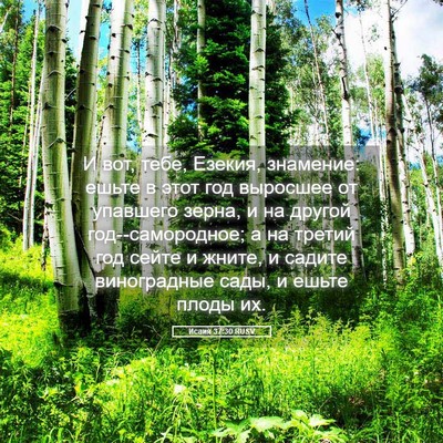 Picture 05 - Исаия 37:30 RUSV - И вот, тебе, Езекия, - Bible Verse Picture