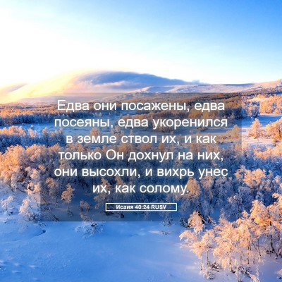 Picture 05 - Исаия 40:24 RUSV - Едва они посажены, едва - Bible Verse Picture