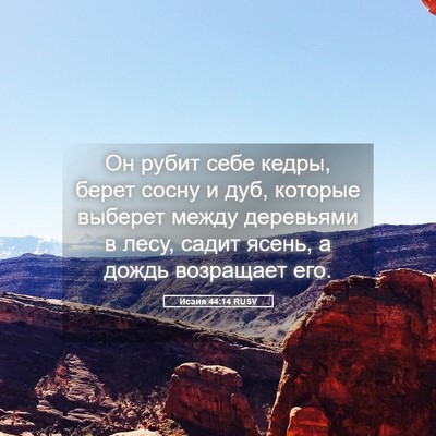 Picture 05 - Исаия 44:14 RUSV - Он рубит себе кедры, берет - Bible Verse Picture