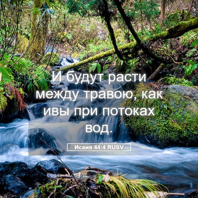 Picture 05 - Исаия 44:4 RUSV - И будут расти между травою, - Bible Verse Picture