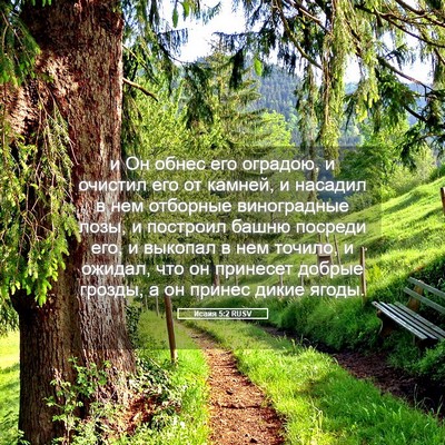 Picture 05 - Исаия 5:2 RUSV - и Он обнес его оградою, и - Bible Verse Picture