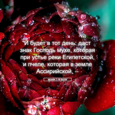 Picture 05 - Исаия 7:18 RUSV - И будет в тот день: даст - Bible Verse Picture