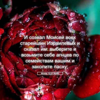 Picture 05 - Исход 12:21 RUSV - И созвал Моисей всех - Bible Verse Picture