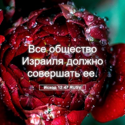 Picture 05 - Исход 12:47 RUSV - Все общество Израиля - Bible Verse Picture