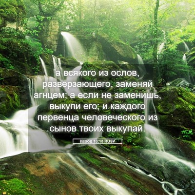 Picture 05 - Исход 13:13 RUSV - а всякого из ослов, - Bible Verse Picture