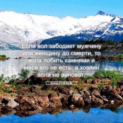 Picture 05 - Исход 21:28 RUSV - Если вол забодает мужчину - Bible Verse Picture