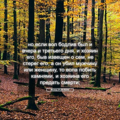 Picture 05 - Исход 21:29 RUSV - но если вол бодлив был и - Bible Verse Picture
