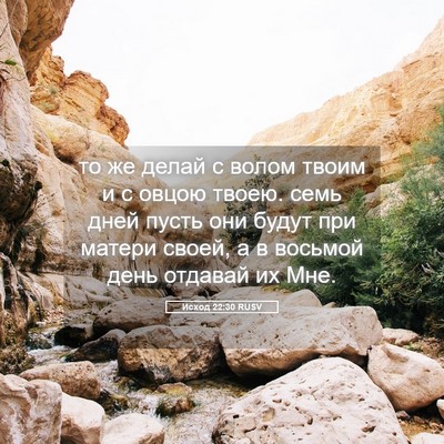 Picture 05 - Исход 22:30 RUSV - то же делай с волом твоим и - Bible Verse Picture
