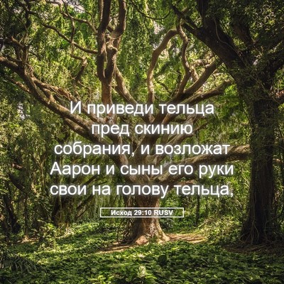 Picture 05 - Исход 29:10 RUSV - И приведи тельца пред - Bible Verse Picture