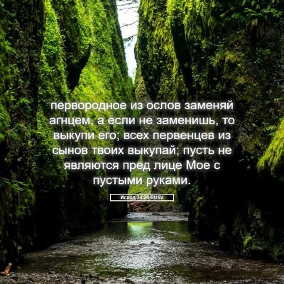 Picture 05 - Исход 34:20 RUSV - первородное из ослов - Bible Verse Picture